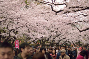 Cherry blossoms at Ueno Park