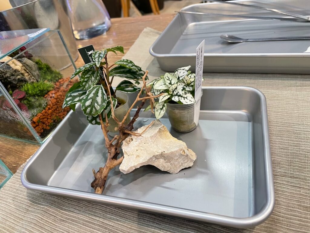 A picturesque tray showcasing a blooming plant at Hanabiyori Flower Park.