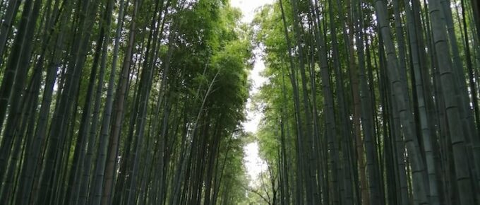 Bamboo forest in kyoto, japan.