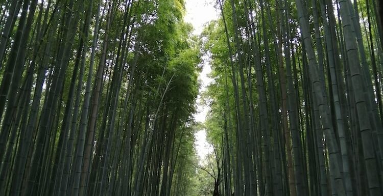 World Famous Arashiyama Bamboo Forest & Surrounding Area