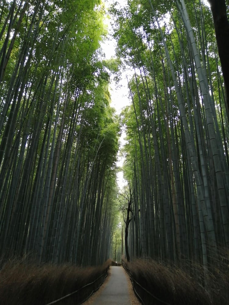 Bamboo forest in kyoto, japan.