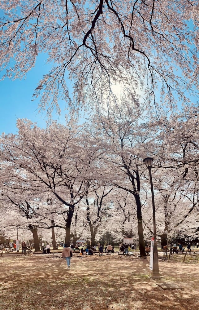 Cherry blossom trees in a sprawling.