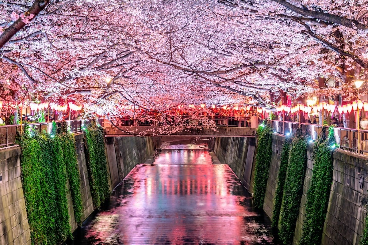 A canal lined with cherry blossom trees at night.
