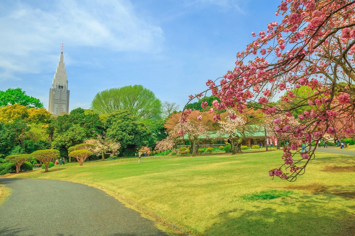 A pink flowering tree in a park.