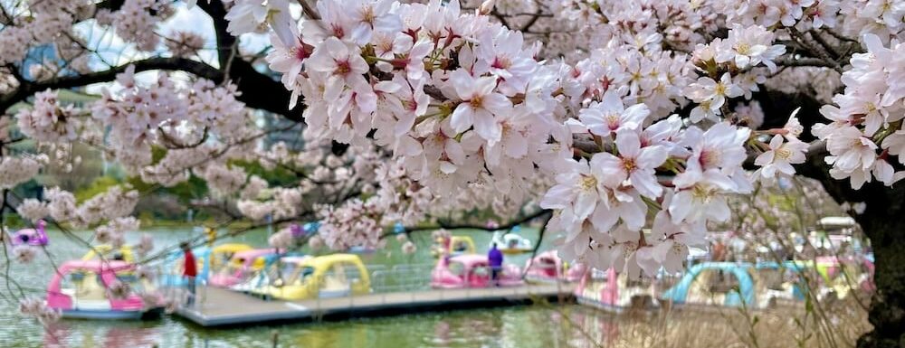 5 Dazzling Cherry Blossom Spots Near Tokyo to Take Your Breath Away