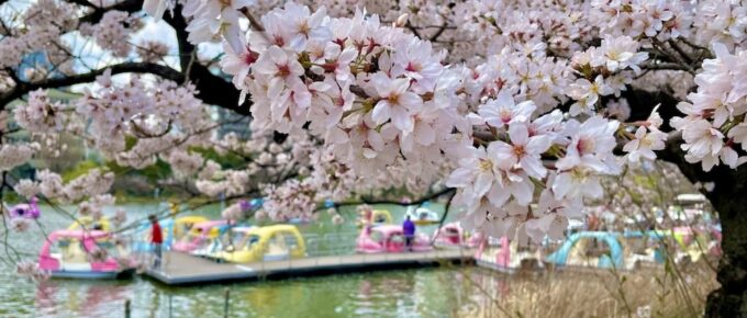 A cherry blossom tree with pink flowers and a dock in the background.