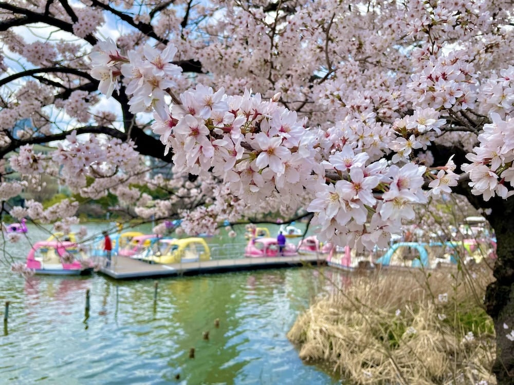 The cherry blossoms in a park are blooming in Tokyo.