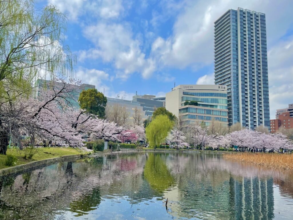 A pond surrounded by cherry blossom trees and tall buildings, a dazzling Tokyo Cherry Blossom Spot.