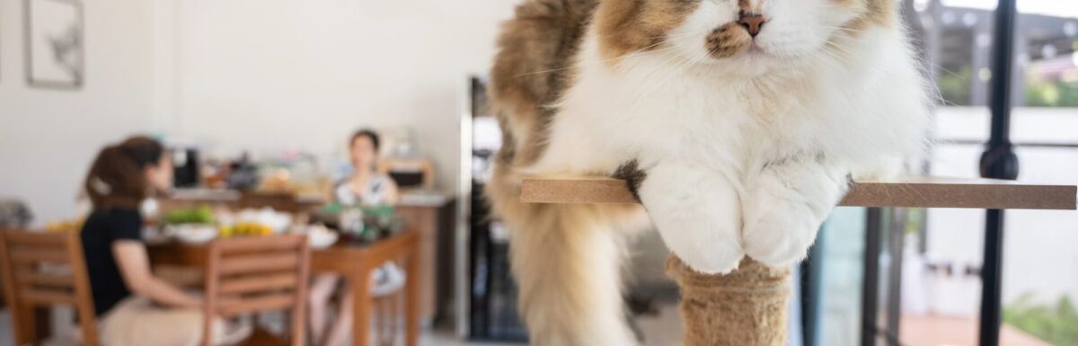 Tokyo’s Best: Ethical and Adorable Animal Cafes