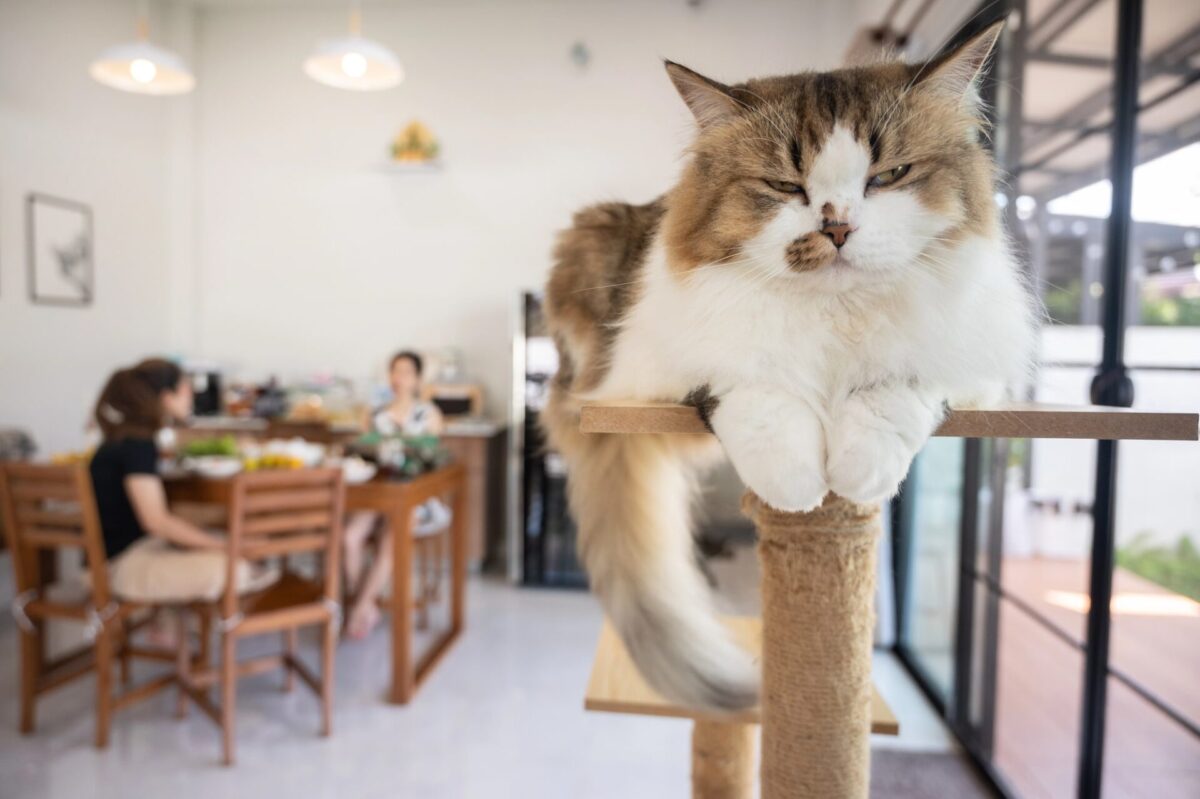 A fluffy cat rests on a cat tree in the foreground, while two people sit at a dining table in a bright, modern room in the background.