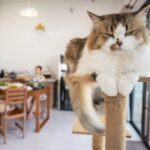 A fluffy cat rests on a cat tree in the foreground, while two people sit at a dining table in a bright, modern room in the background.