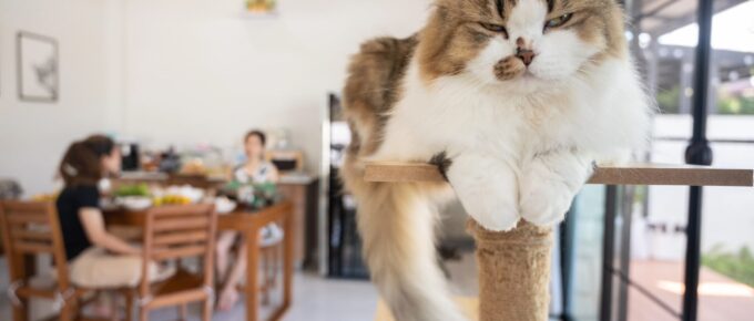 A fluffy cat rests on a cat tree in the foreground, while two people sit at a dining table in a bright, modern room in the background.