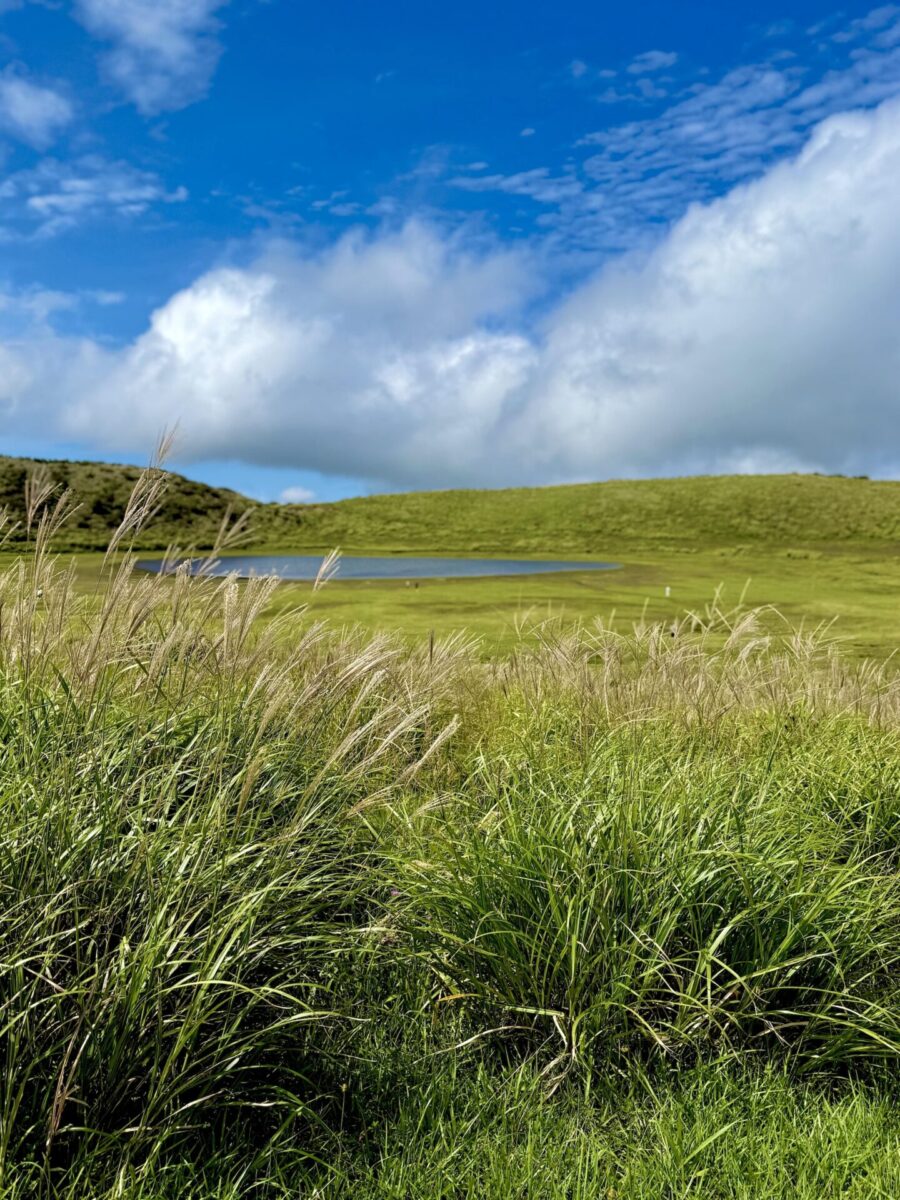 Tall green grass in the foreground with a grassy hill, small pond, and partly cloudy blue sky in the background.